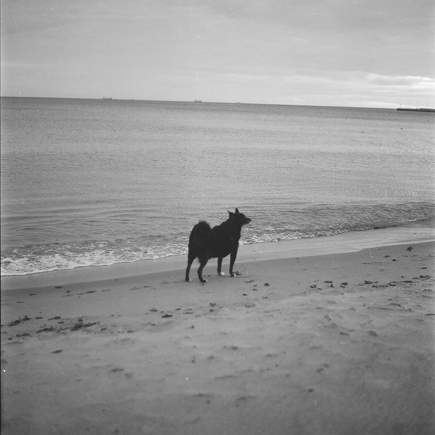 Czarny pies nad brzegiem morza, na plaży.
